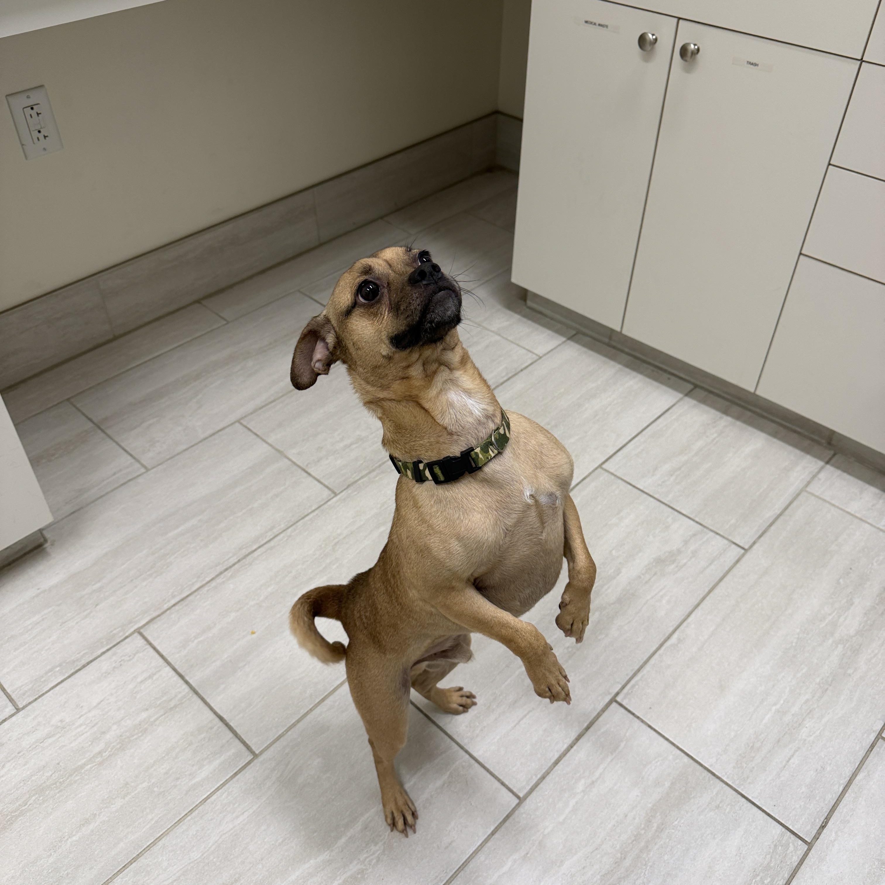 Enlarge Pepe, a ADOPTABLE mixed breed in New Orleans, LA image 2/4