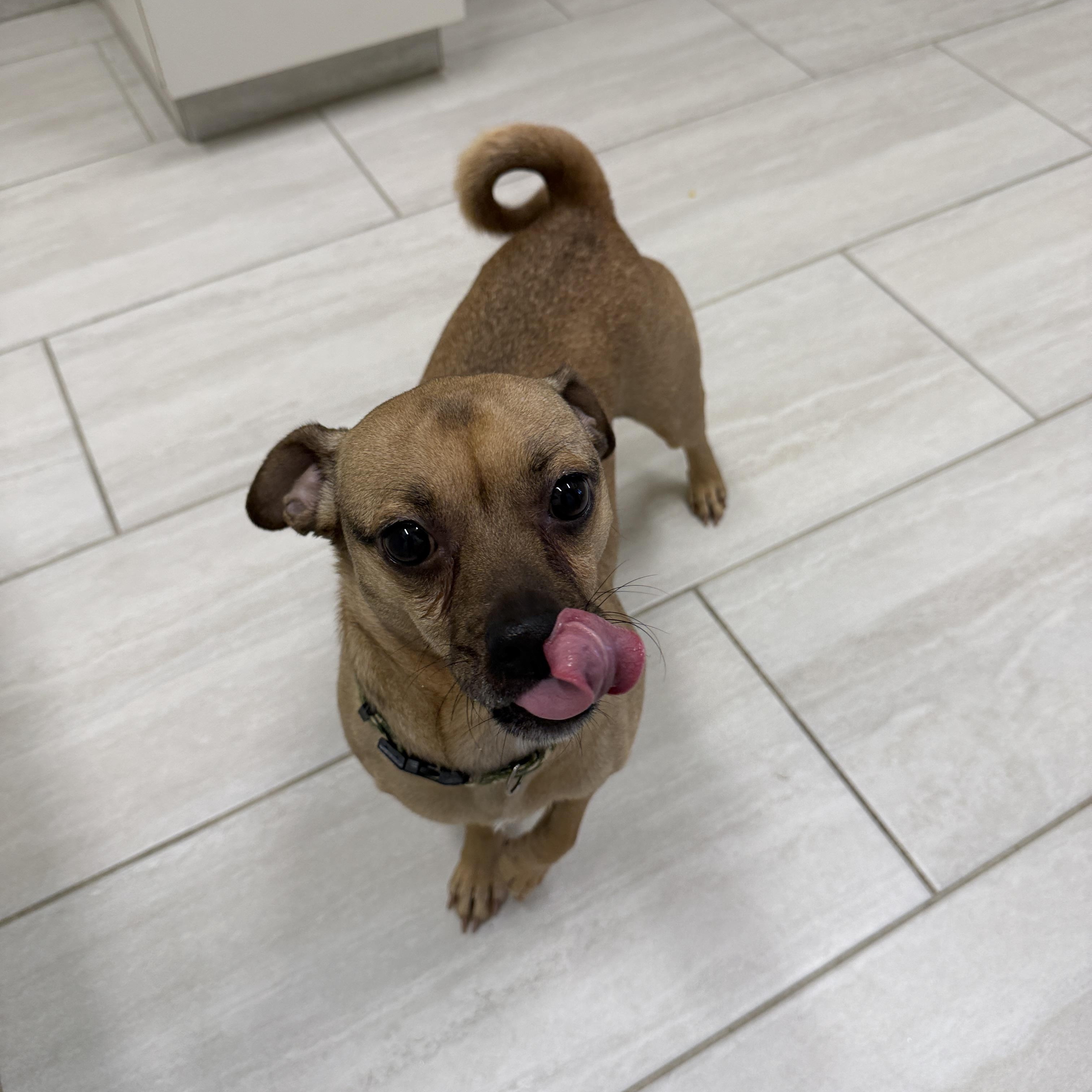 Pepe, ADOPTABLE, Young Male Pug & Terrier.