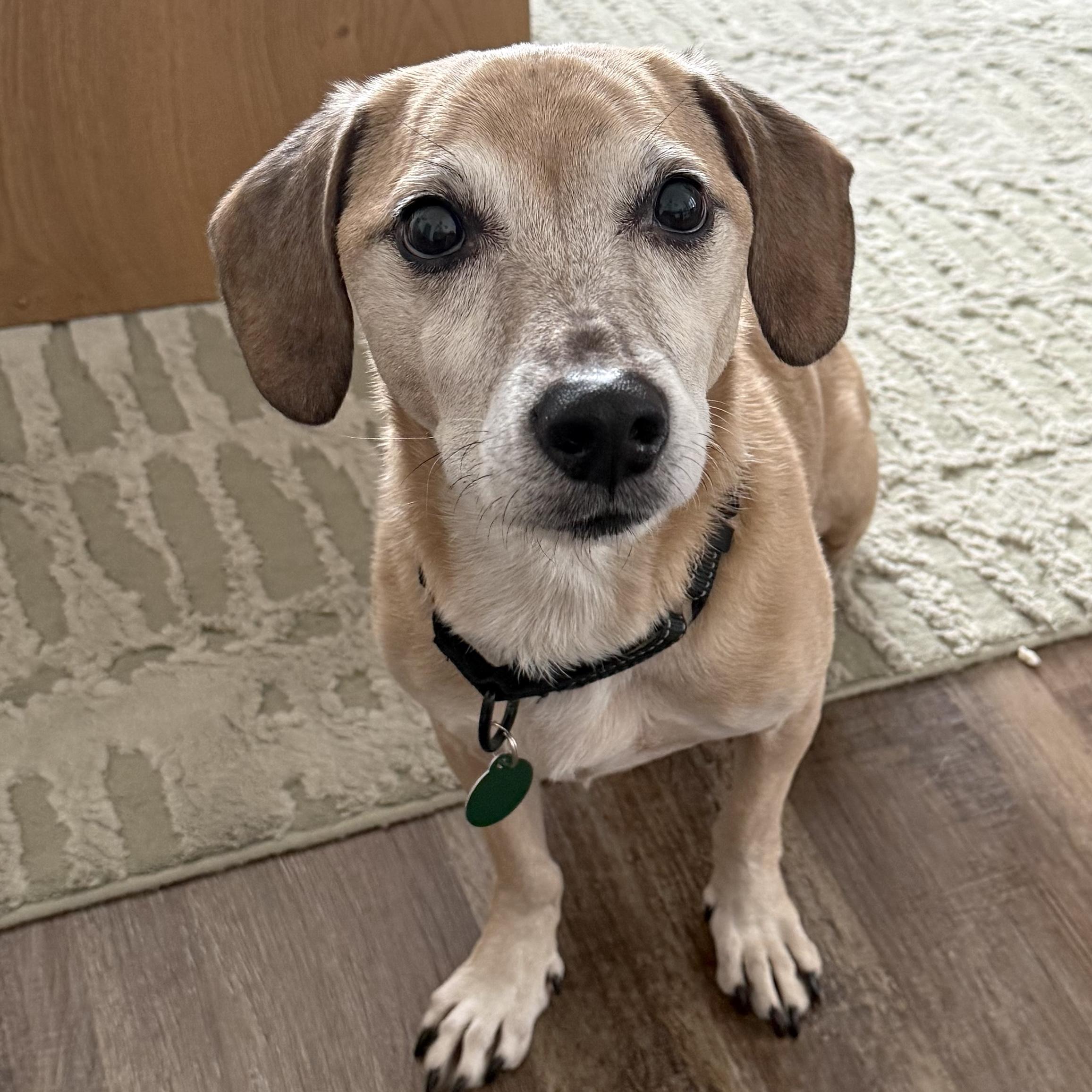 Benji, ADOPTABLE, Senior Male Chiweenie.