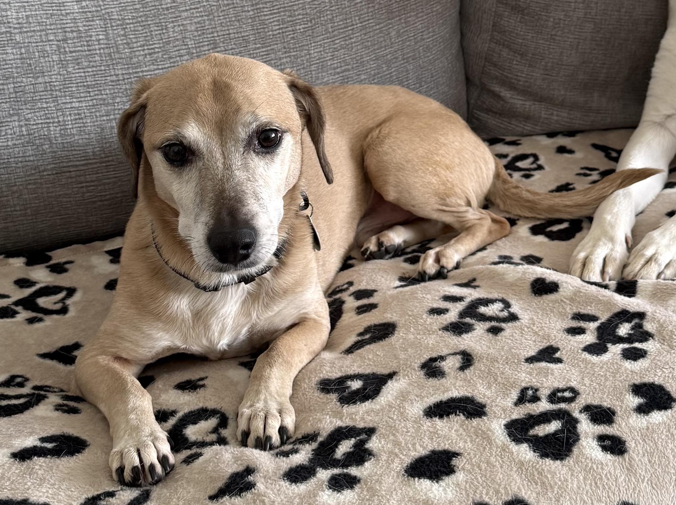 Enlarge Benji, a ADOPTABLE mixed breed in Brooklyn, NY image 5/6