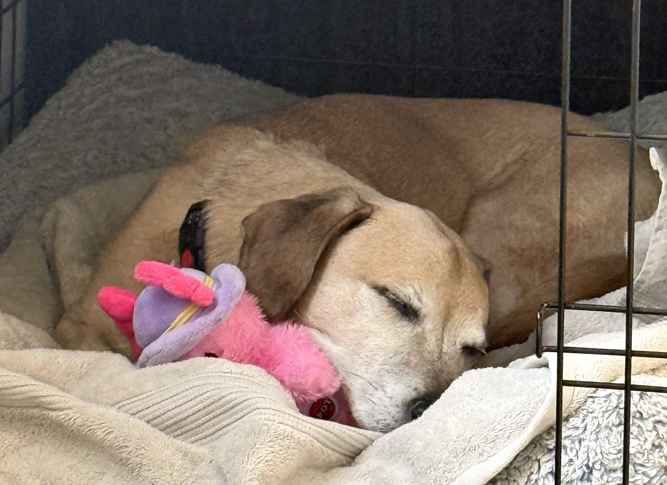 Enlarge Benji, a ADOPTABLE mixed breed in Brooklyn, NY image 4/6