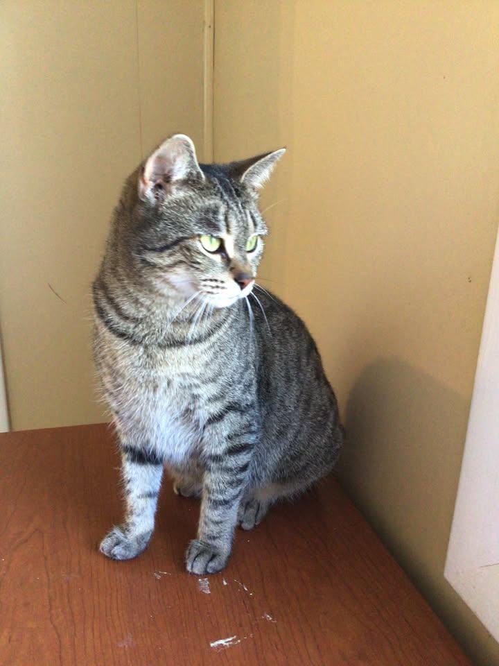 Enlarge Angel, a Adoptable Domestic Short Hair in Clyde, NC image 2/3