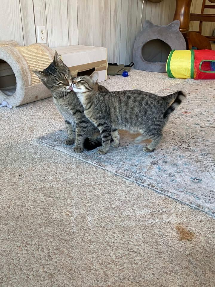 Enlarge Angel, a Adoptable Domestic Short Hair in Clyde, NC image 3/3