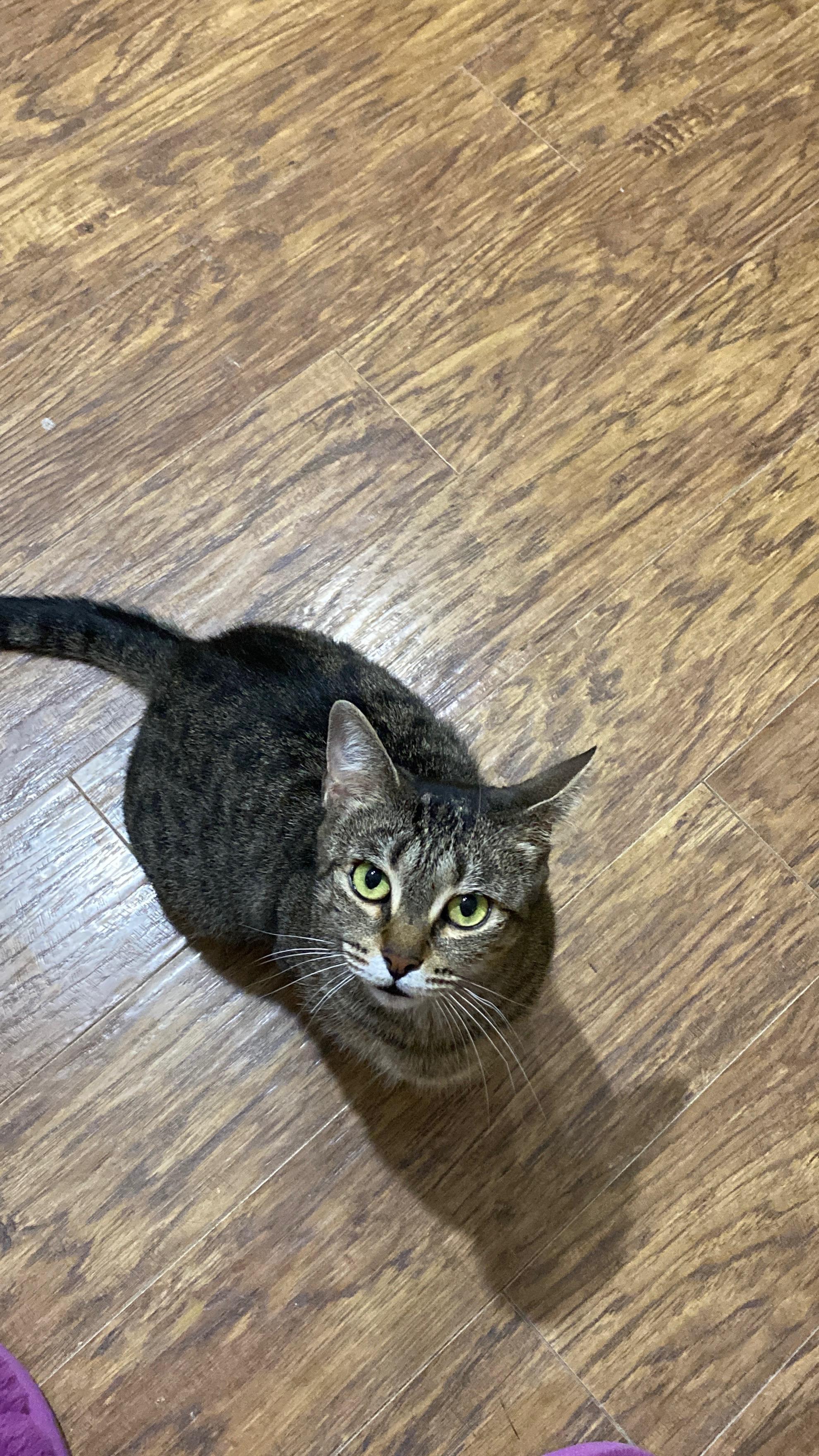 Angel, Adoptable, Young Female Domestic Short Hair.