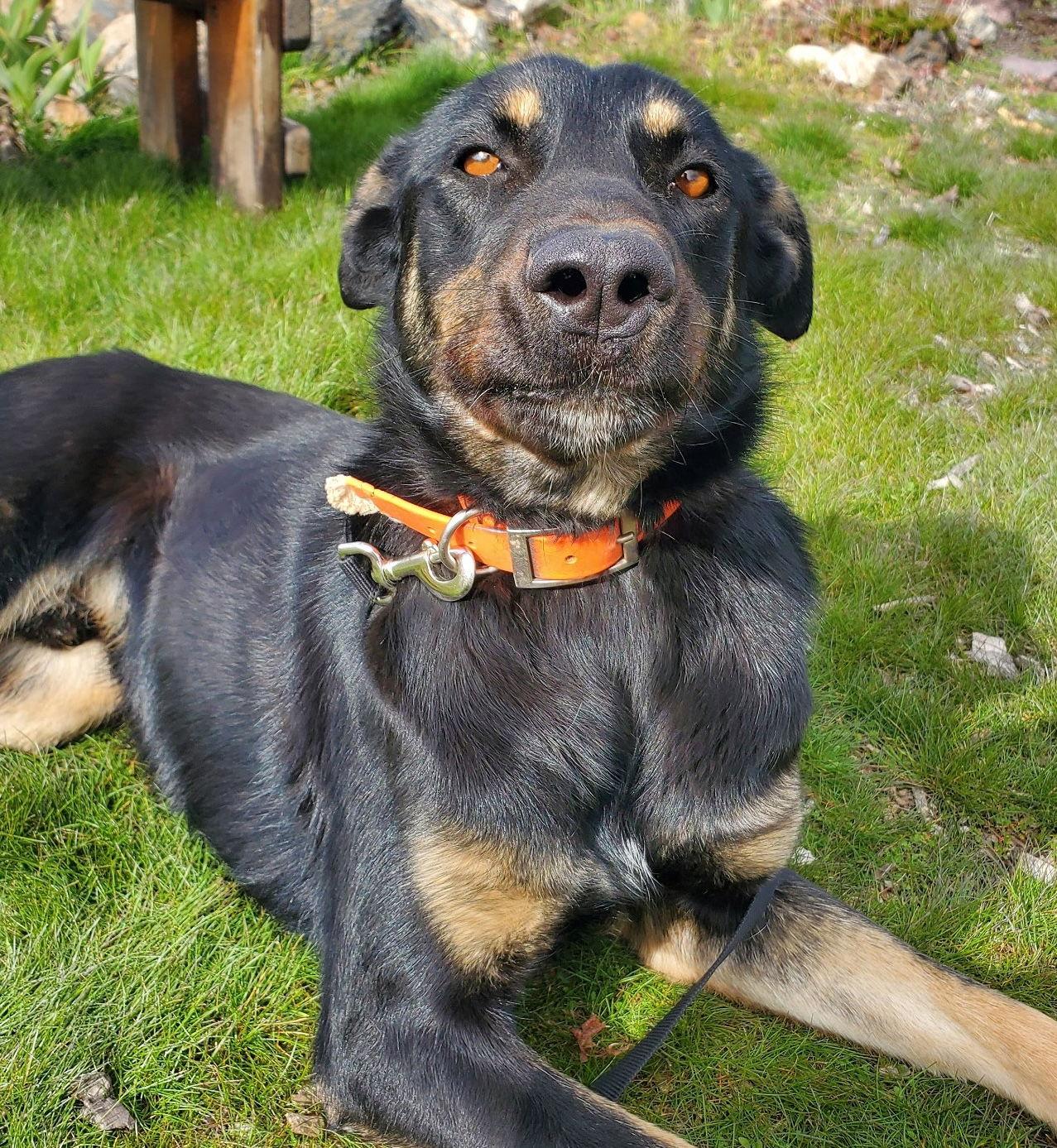 Dilly, Adoptable, Adult Male Doberman Pinscher & Shepherd.