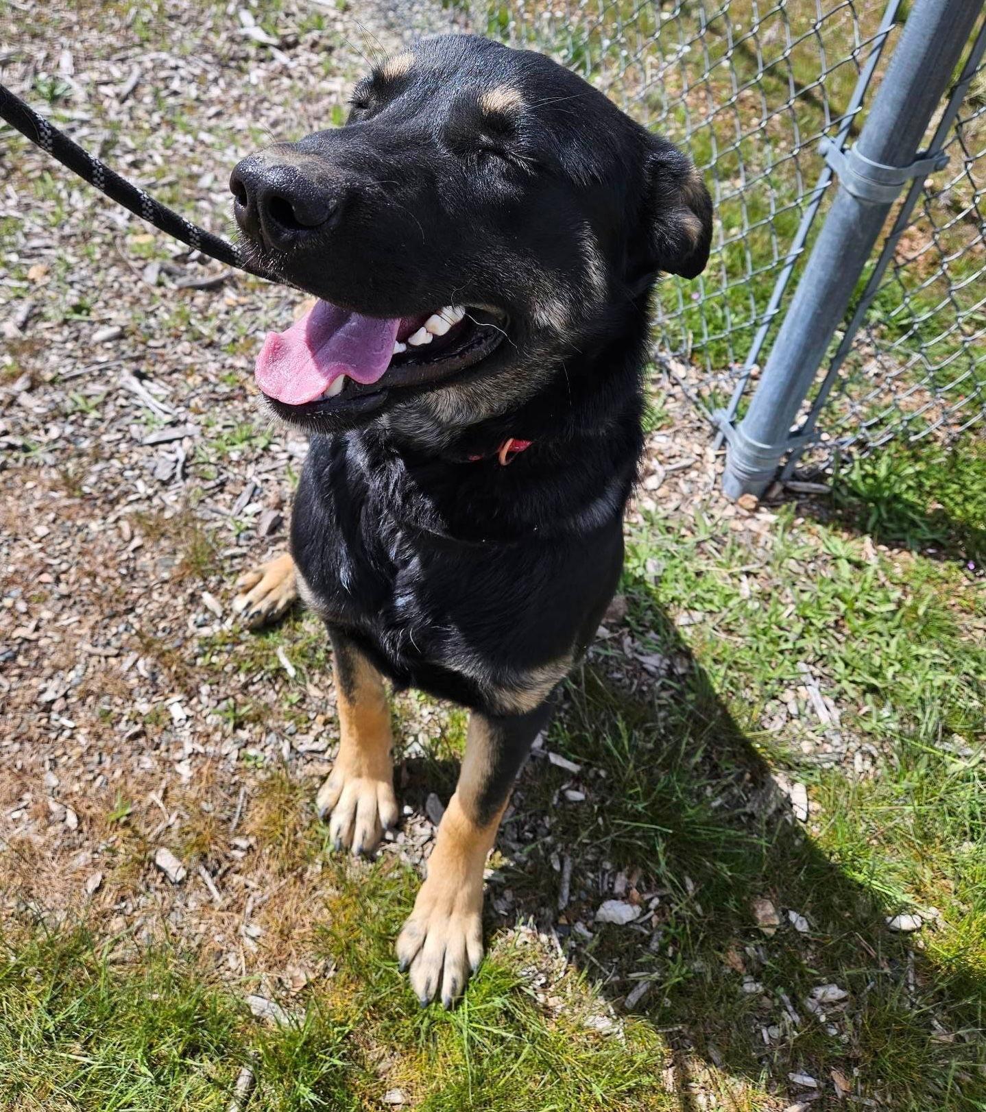 Dilly, a Adoptable mixed breed in Yreka, CA image 3/3