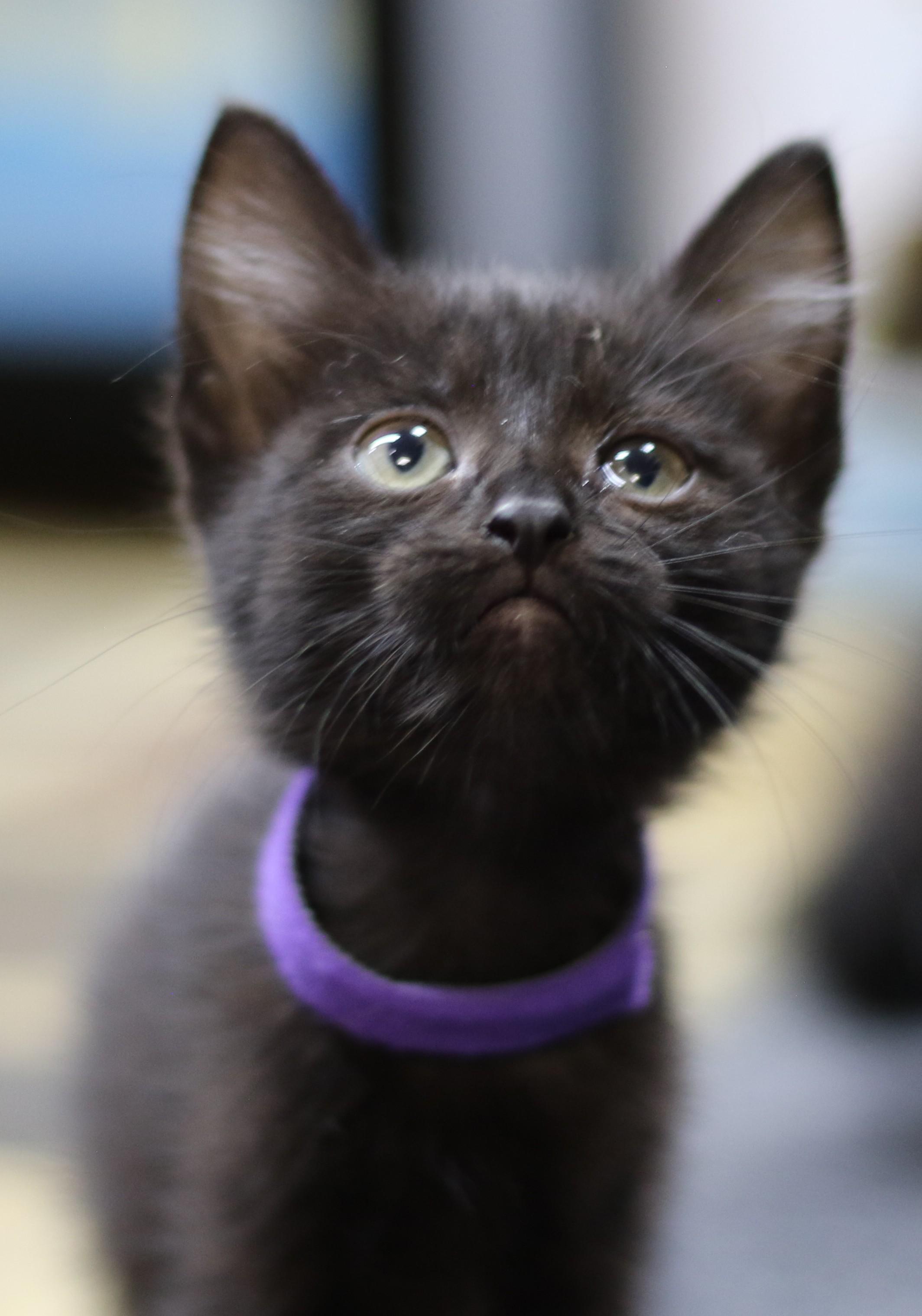 Rowan, an adoptable Domestic Short Hair in Cut Bank, MT, 59427 | Photo Image 4