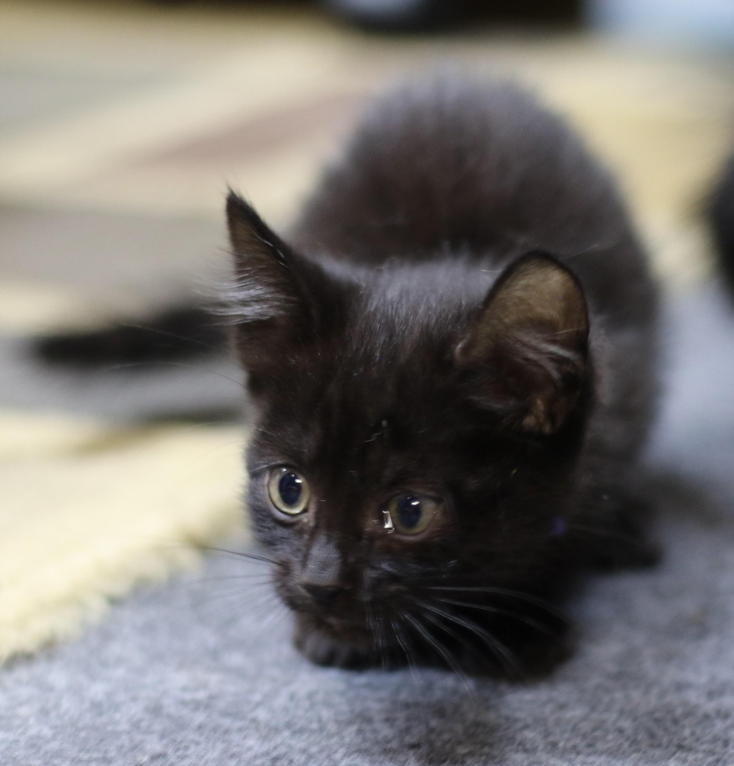 Rowan, an adoptable Domestic Short Hair in Cut Bank, MT, 59427 | Photo Image 3