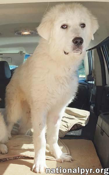 Enlarge Max in NC - Excellent Meeting New People, a Adopted Great Pyrenees in Raleigh, NC image 3/4