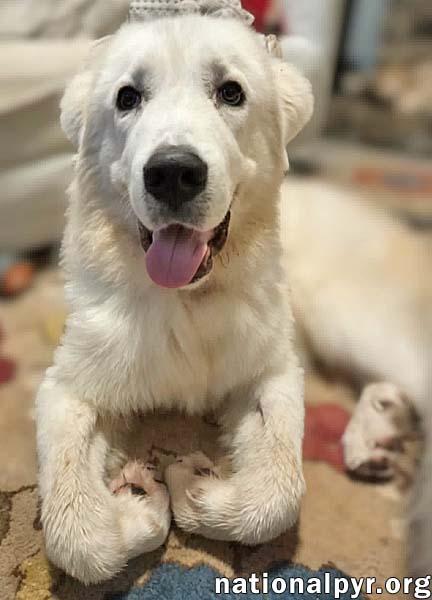 Enlarge Max in NC - Excellent Meeting New People, a Adopted Great Pyrenees in Raleigh, NC image 2/4