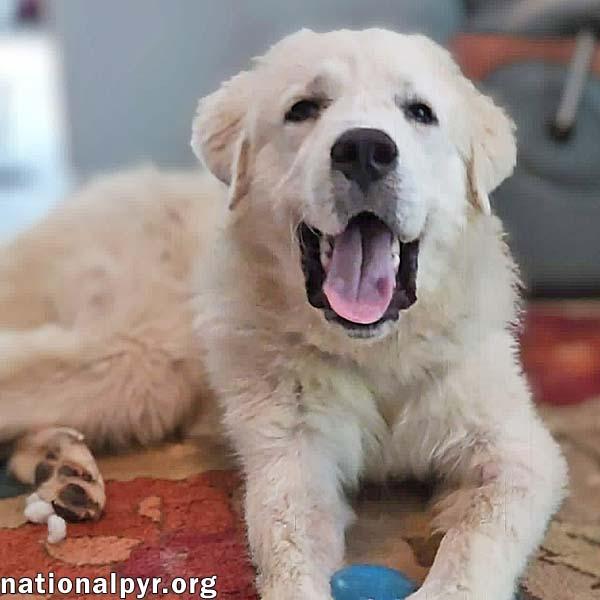 Enlarge Max in NC - Excellent Meeting New People, a Adopted Great Pyrenees in Raleigh, NC image 1/4