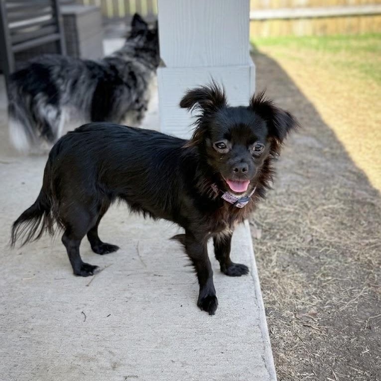 Enlarge Persephone, an adopted mixed breed in Billings, MT image 3/5
