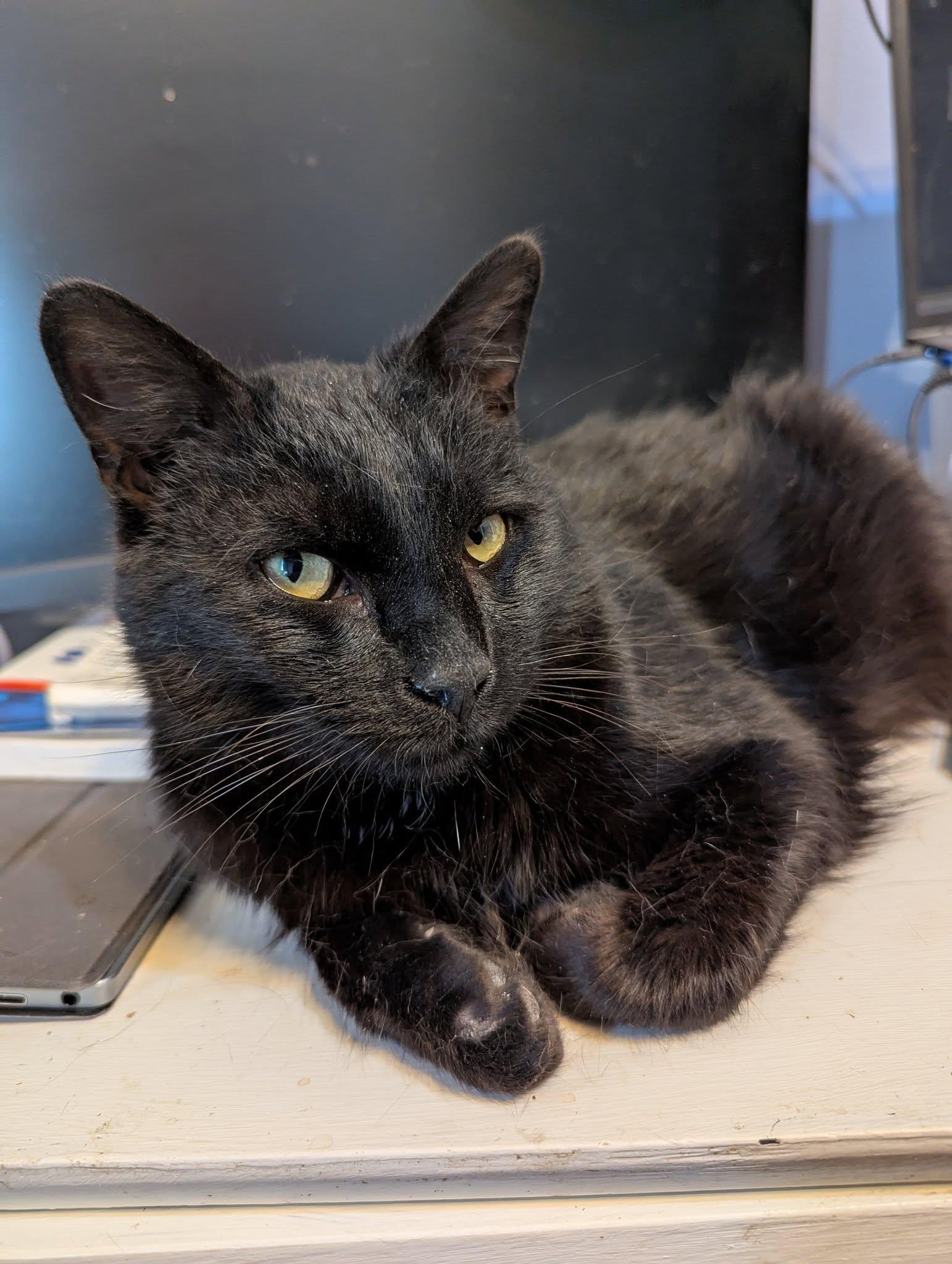 Simon, a Adoptable Domestic Short Hair in Lincoln, NE image 2/3