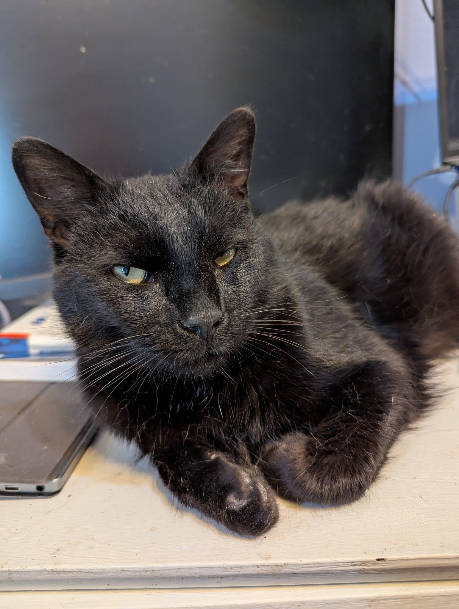 Simon, a Adoptable Domestic Short Hair in Lincoln, NE image 3/3