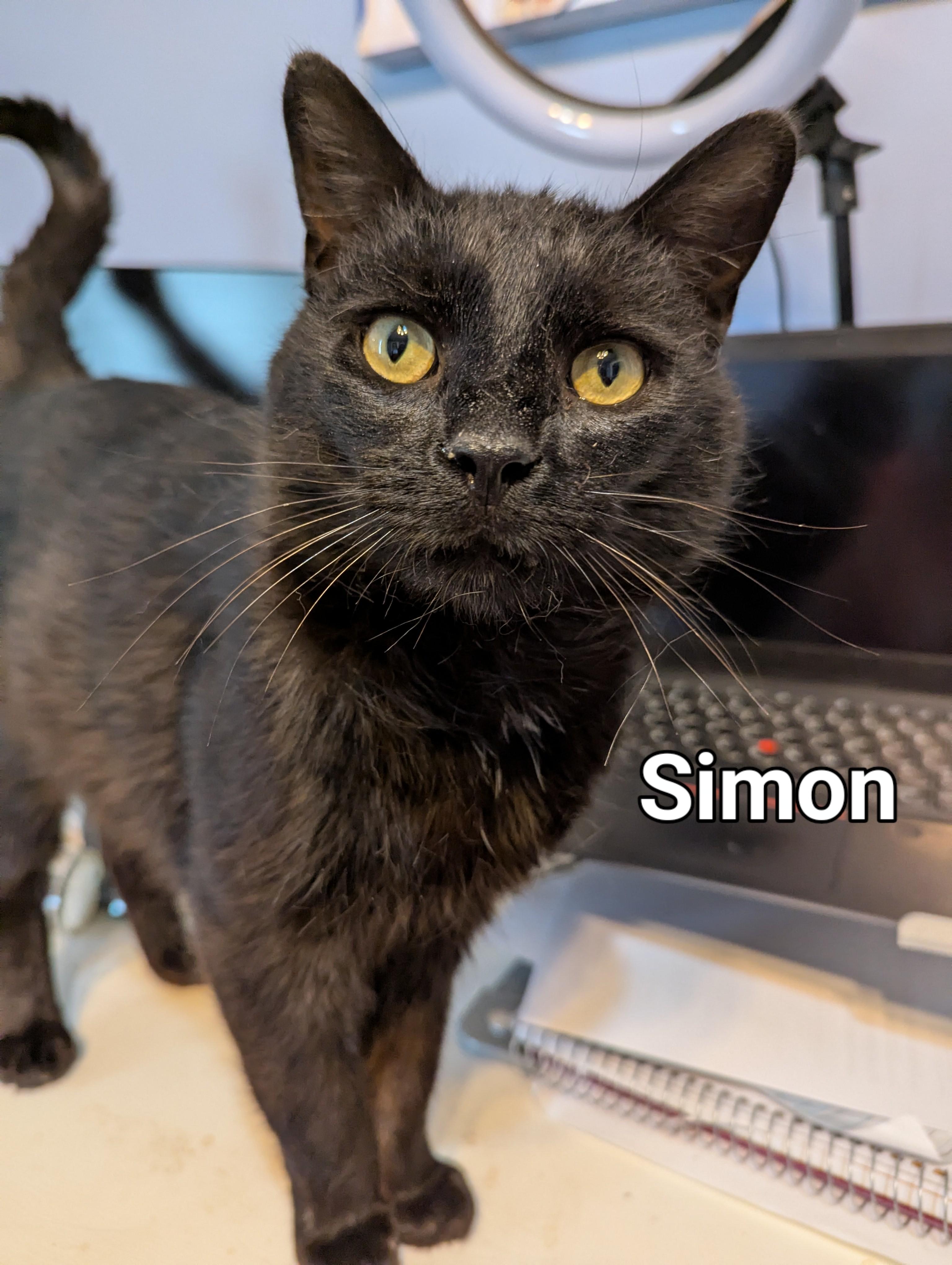 Simon, a Adoptable Domestic Short Hair in Lincoln, NE image 1/3
