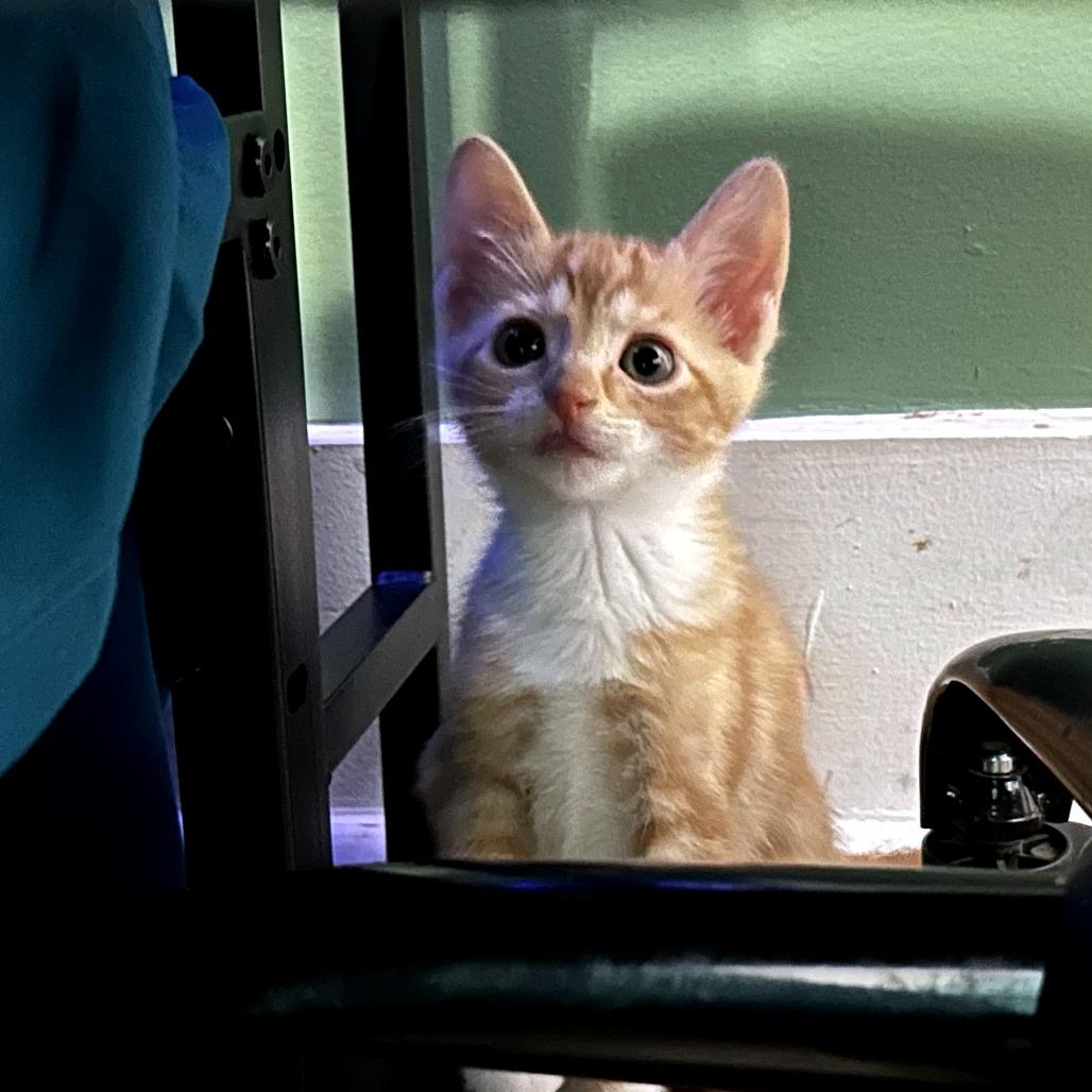Frank, Adoptable, Kitten Male Domestic Short Hair.