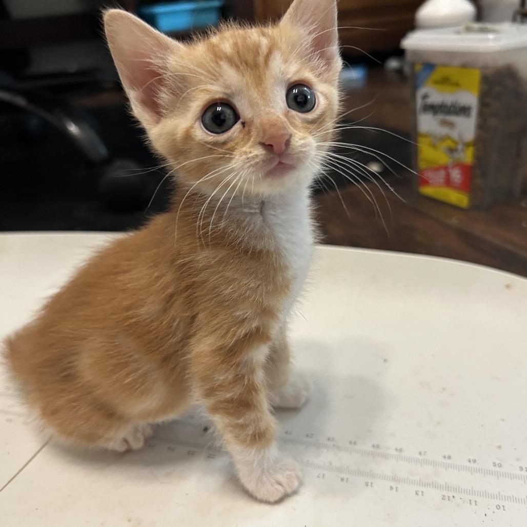 Enlarge Frank, a Adoptable Domestic Short Hair in Okmulgee, OK image 2/2