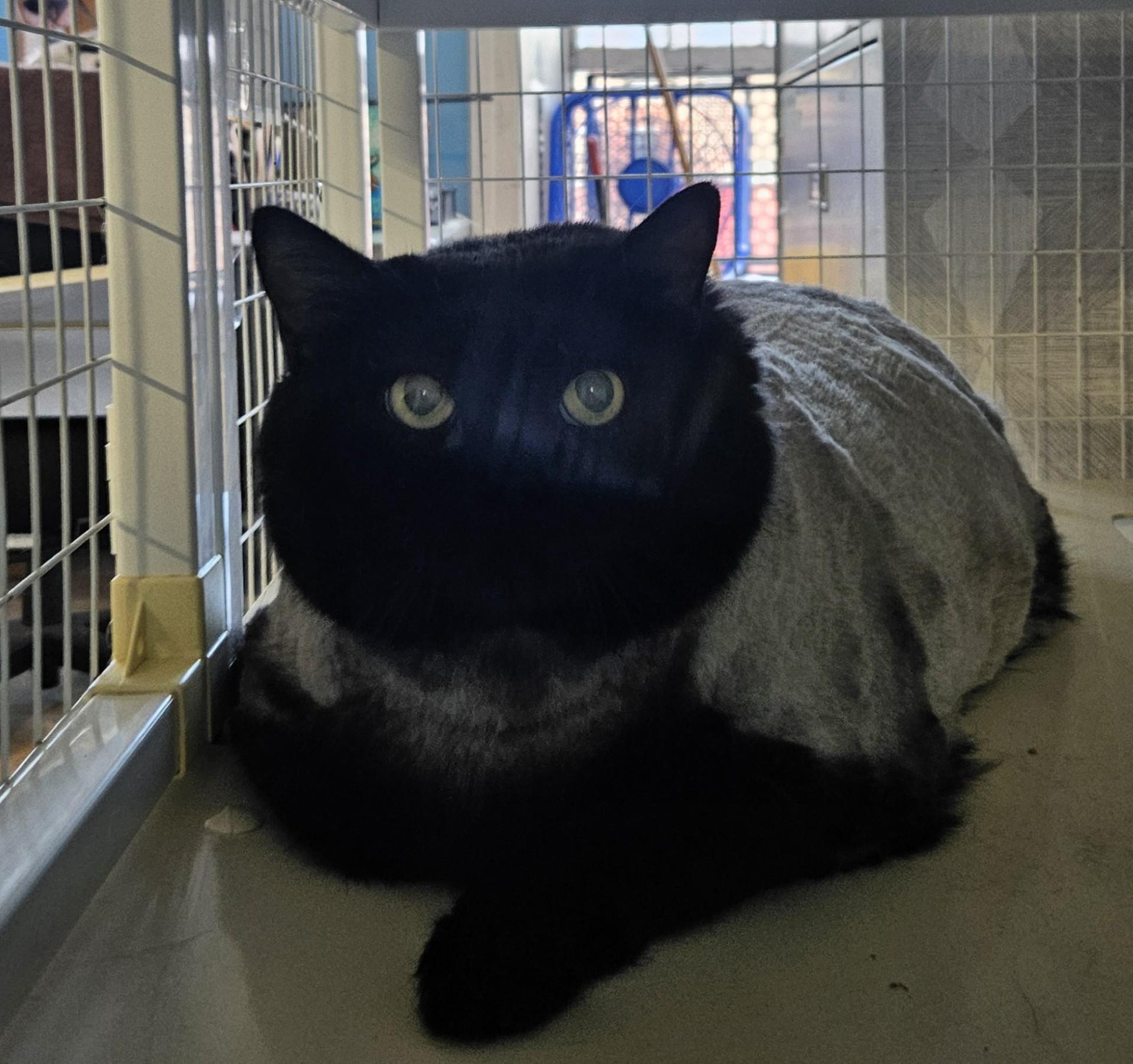 Winnie, Adoptable, Adult Female Domestic Medium Hair.