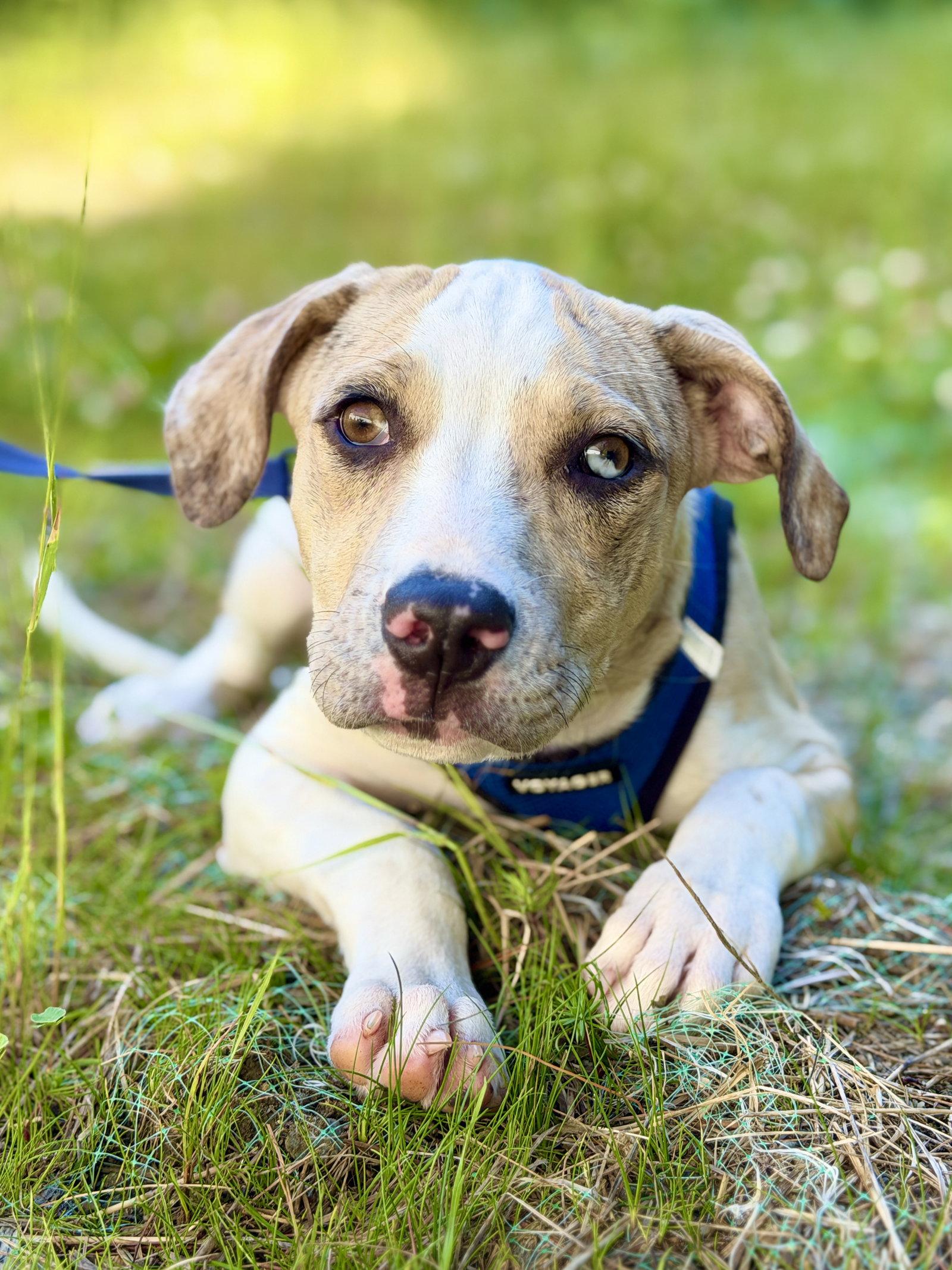 Tamilu, Adoptable, Young Female Catahoula Leopard Dog.