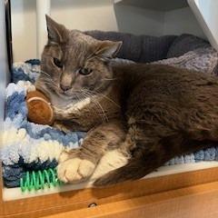 Rippy, Adoptable, Adult Male Domestic Short Hair & Maine Coon.