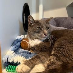 Enlarge Rippy, a Adoptable mixed breed in Buellton, CA image 2/2