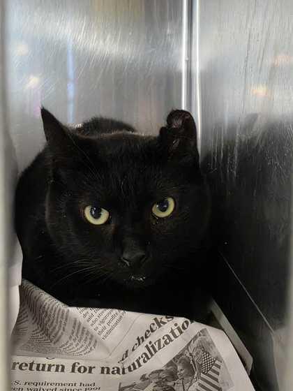 Tutu, ADOPTABLE, Adult Male Domestic Short Hair.