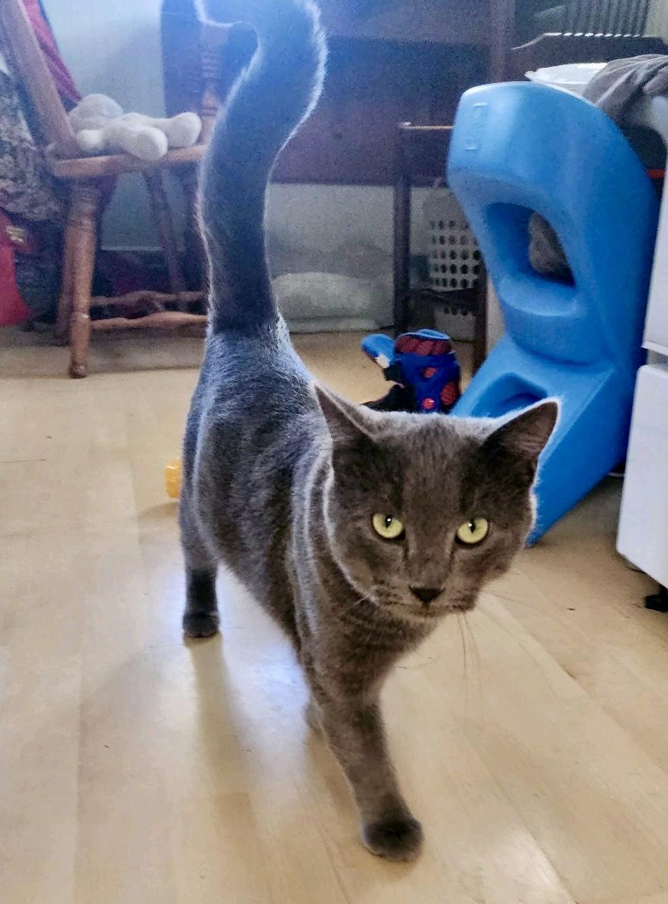 Enlarge Greygrey, a Adoptable Domestic Short Hair in Seven Valleys, PA image 1/1