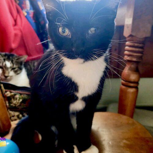 Enlarge Greygrey & Lola, a Adoptable Domestic Short Hair in Seven Valleys, PA image 2/2