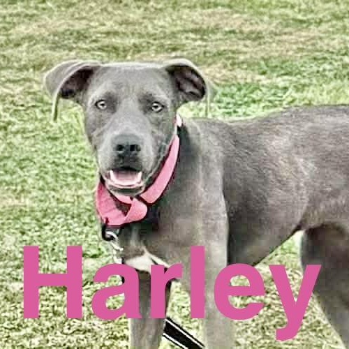 Harley, a Adoptable mixed breed in Poughkeepsie, NY image 3/6