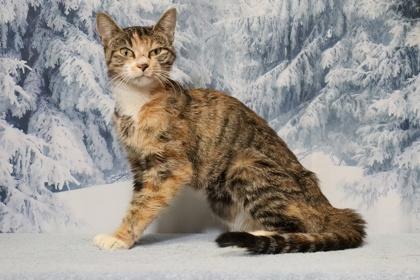 Annabella — thumbnail 2