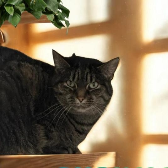 Enlarge Charmed, a Adoptable Domestic Short Hair in Greensburg, PA image 6/6