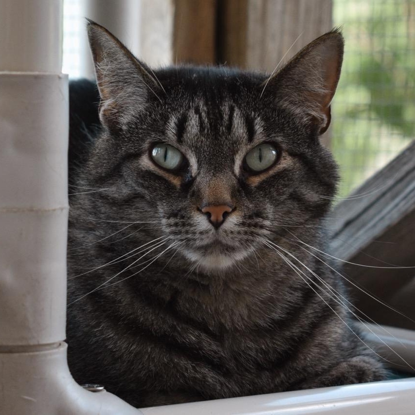 Charmed, Adoptable, Young Female Domestic Short Hair.