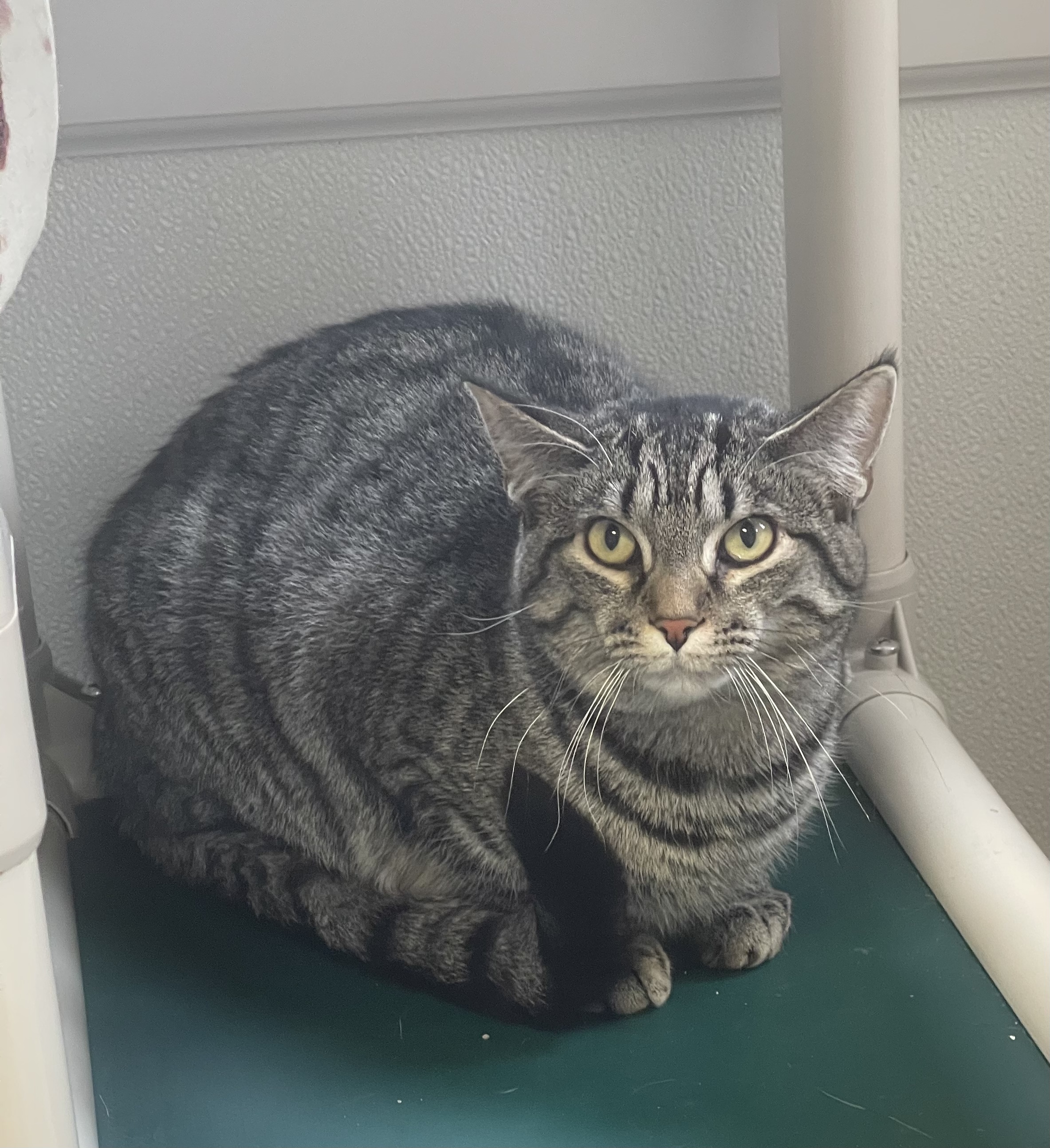 Charmed, Adoptable, Young Female Domestic Short Hair.