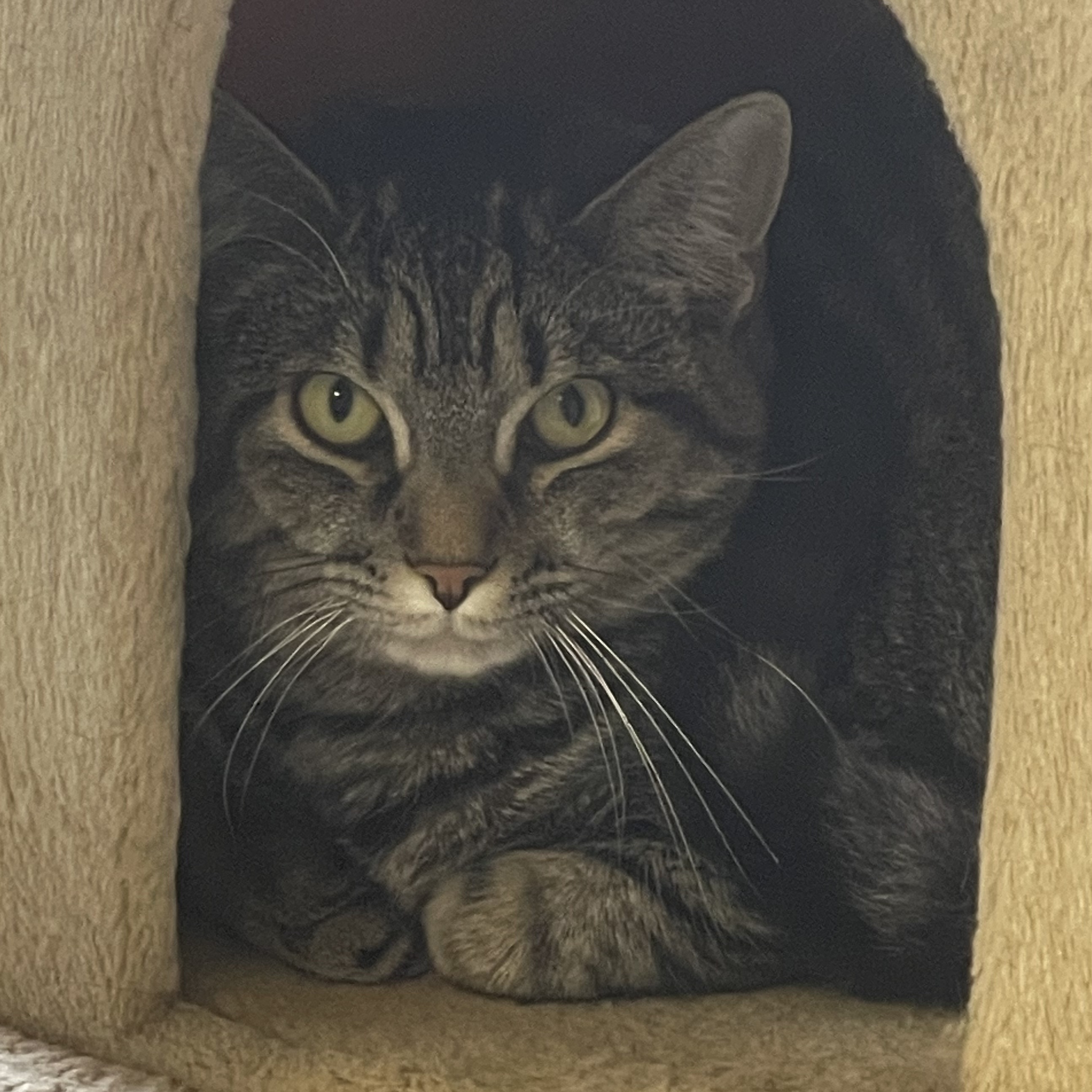 Enlarge Charmed, a Adoptable Domestic Short Hair in Greensburg, PA image 4/6