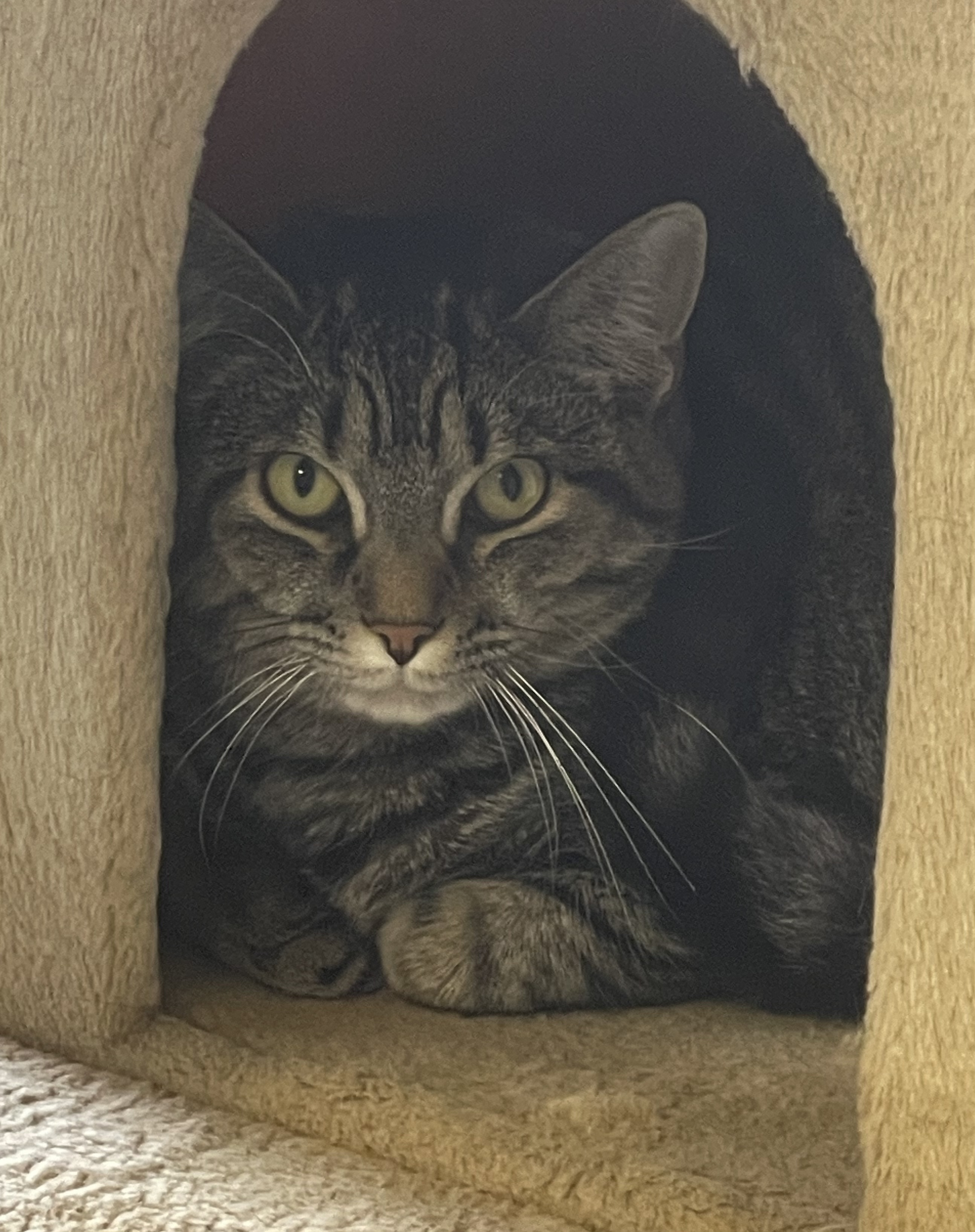 Enlarge Charmed, a Adoptable Domestic Short Hair in Greensburg, PA image 2/4