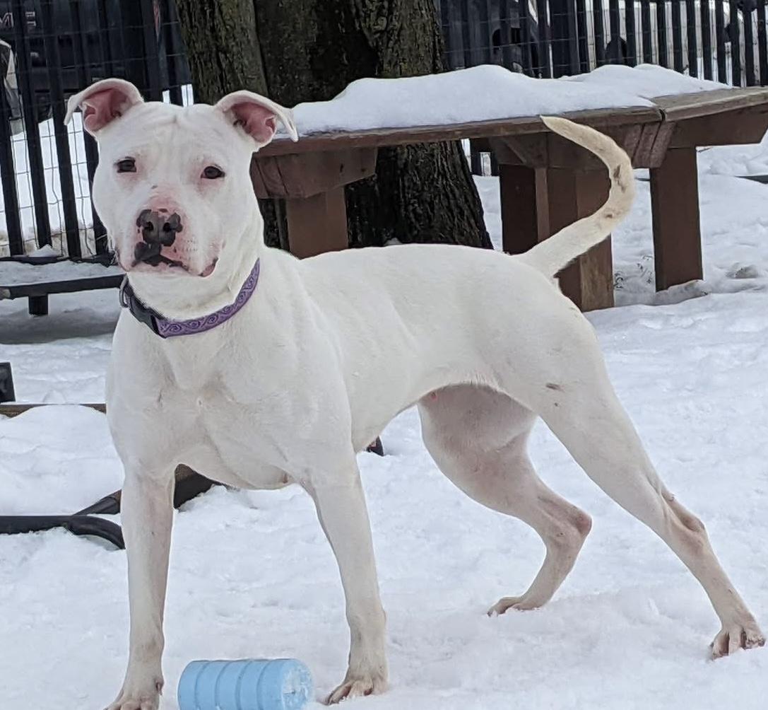 Betty , a ADOPTABLE mixed breed in Buffalo, NY image 3/6