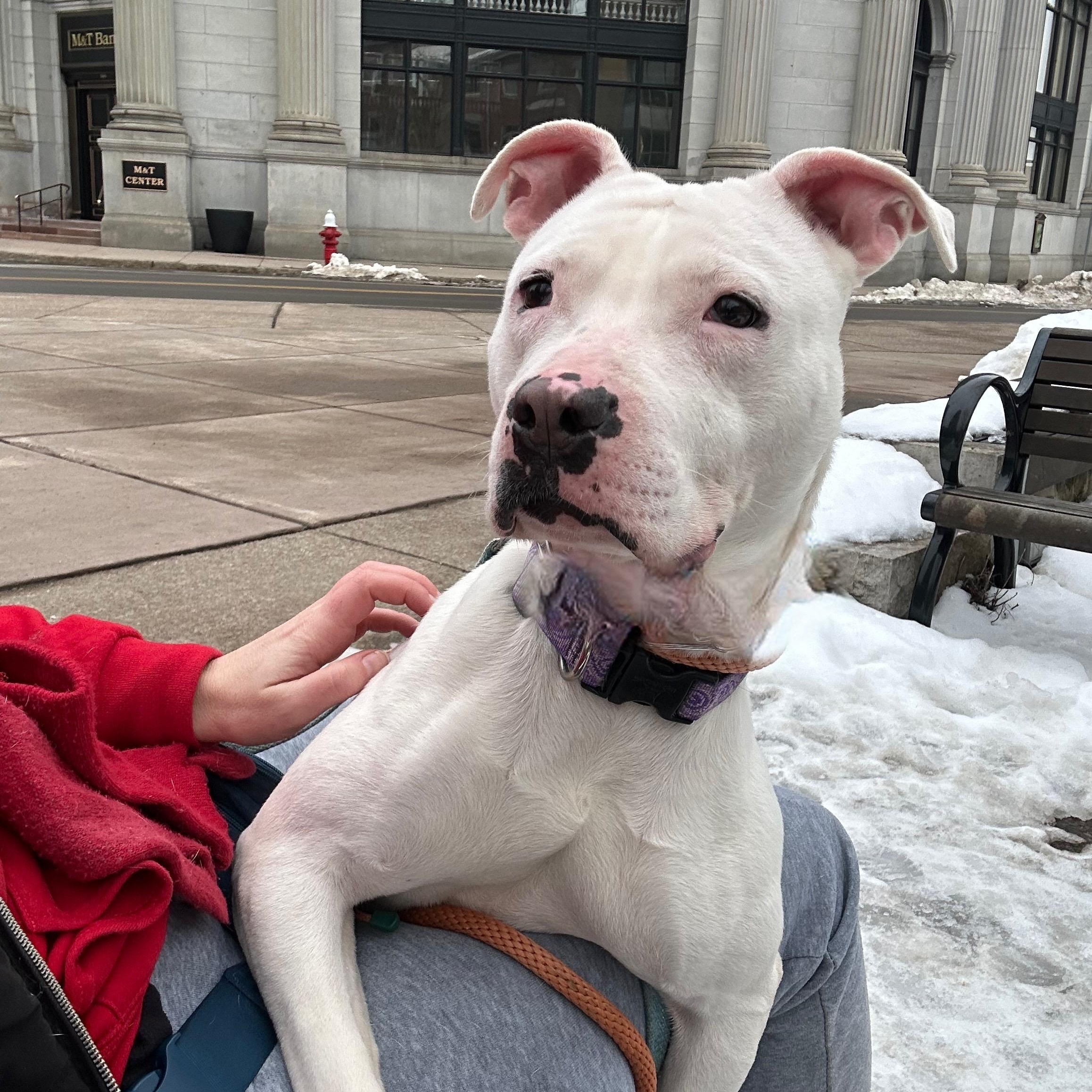 Betty , a ADOPTABLE mixed breed in Buffalo, NY image 2/6