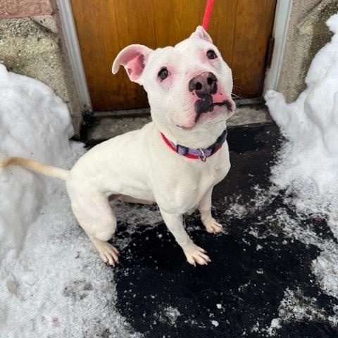 Betty , a ADOPTABLE mixed breed in Buffalo, NY image 4/6