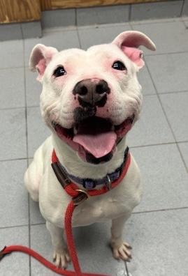 Betty , ADOPTABLE, Adult Female Pit Bull Terrier.