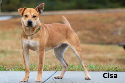 Enlarge Cisa, a Adoptable mixed breed in Clayton, GA image 1/3