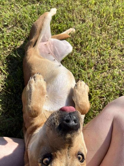 Enlarge Cisa, a Adoptable mixed breed in Clayton, GA image 2/3