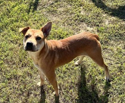 Enlarge Cisa, a Adoptable mixed breed in Clayton, GA image 3/3