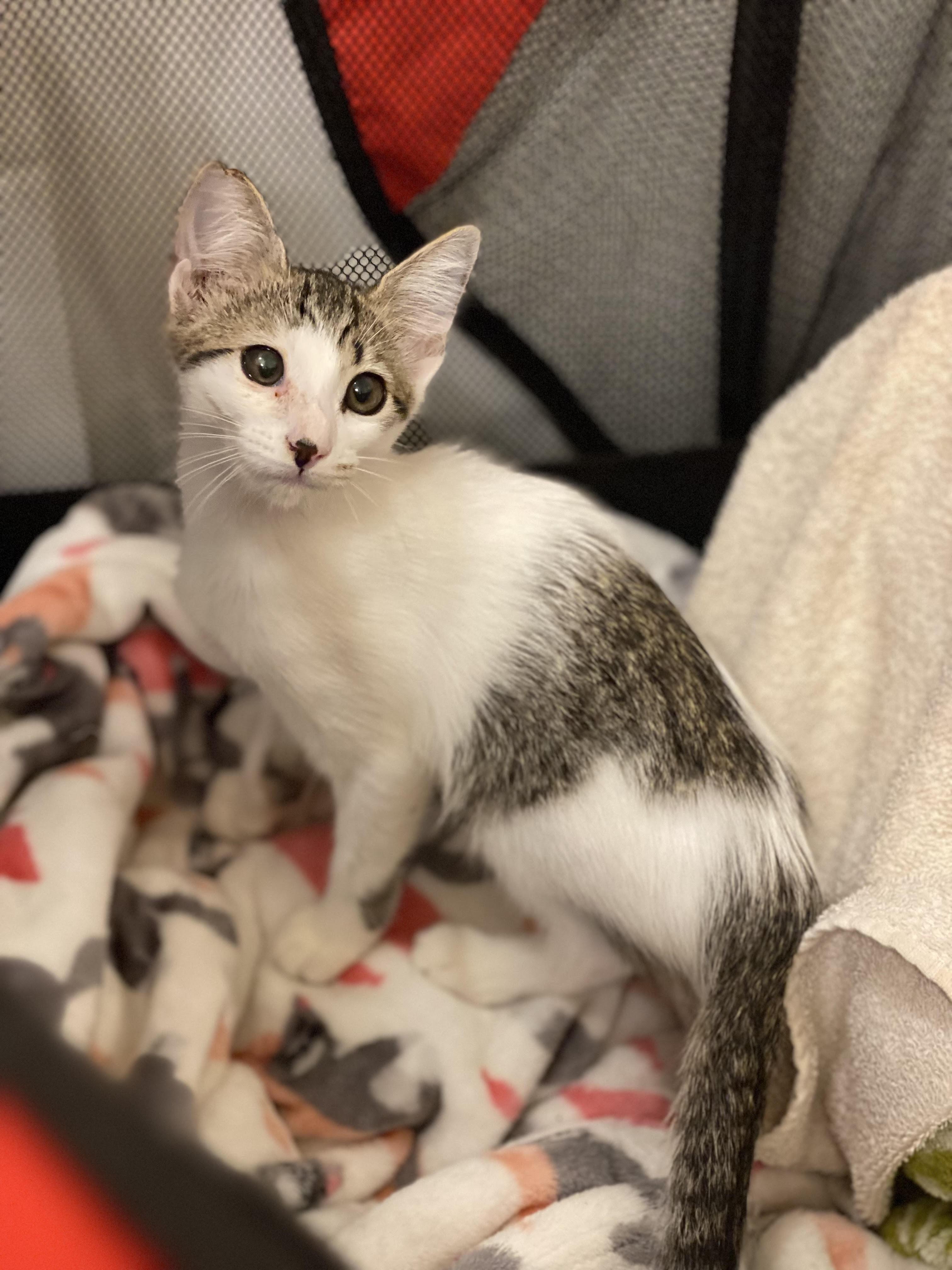 Lucie, Adopted, Adult Female Domestic Short Hair.