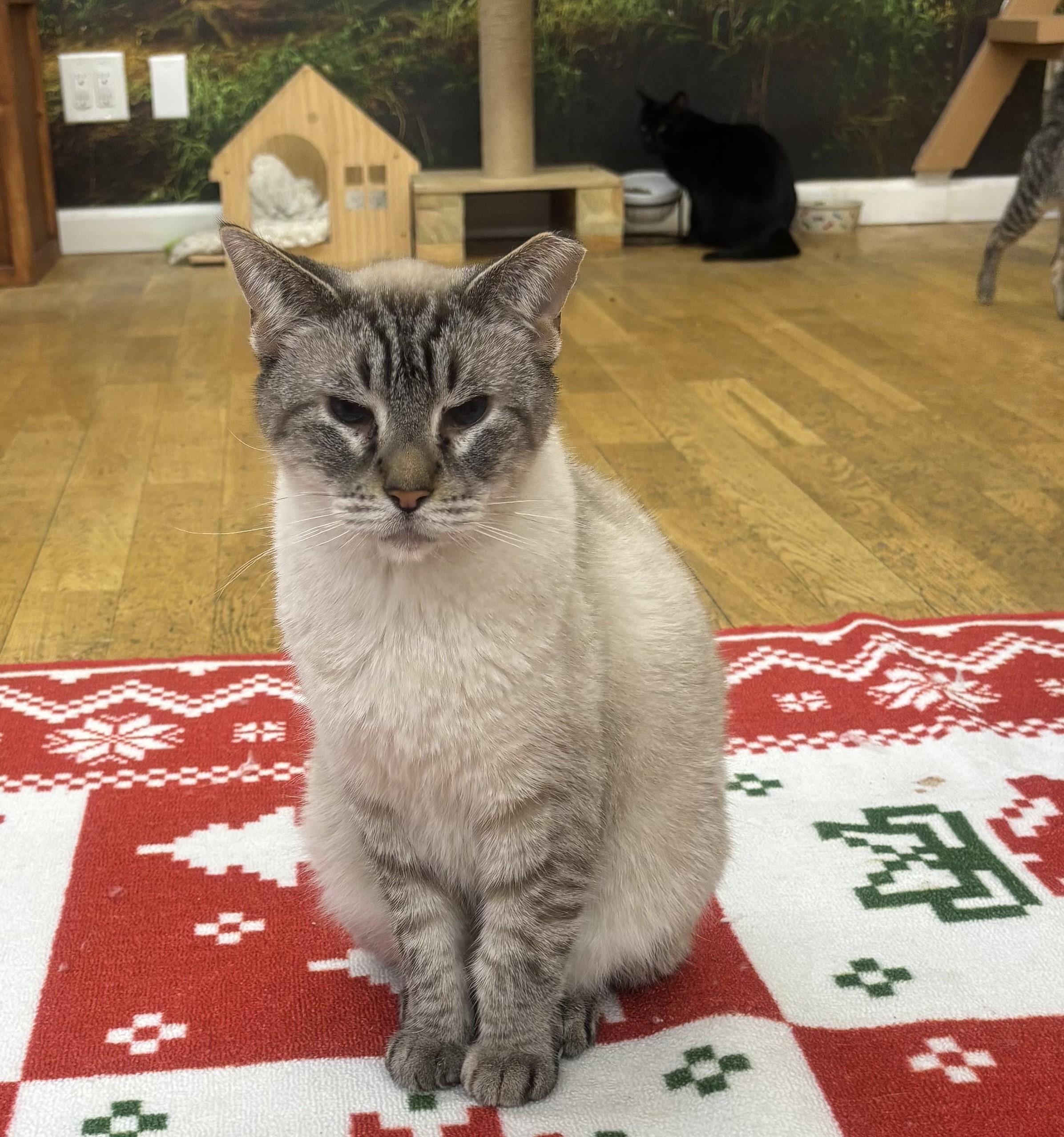 Enlarge Otis, a Adoptable Siamese in Whittier, CA image 3/3