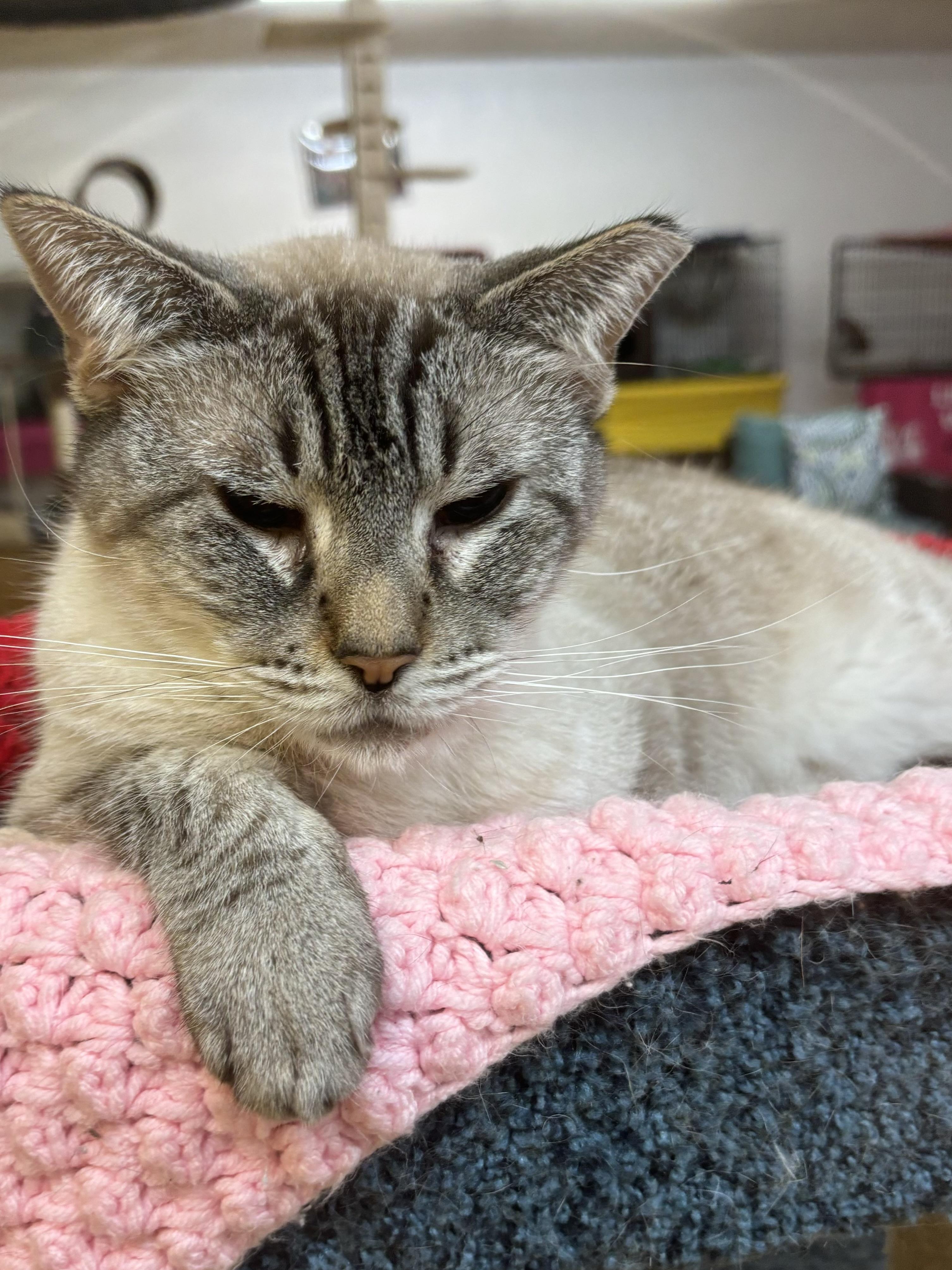 Enlarge Otis, a Adoptable Siamese in Whittier, CA image 2/3