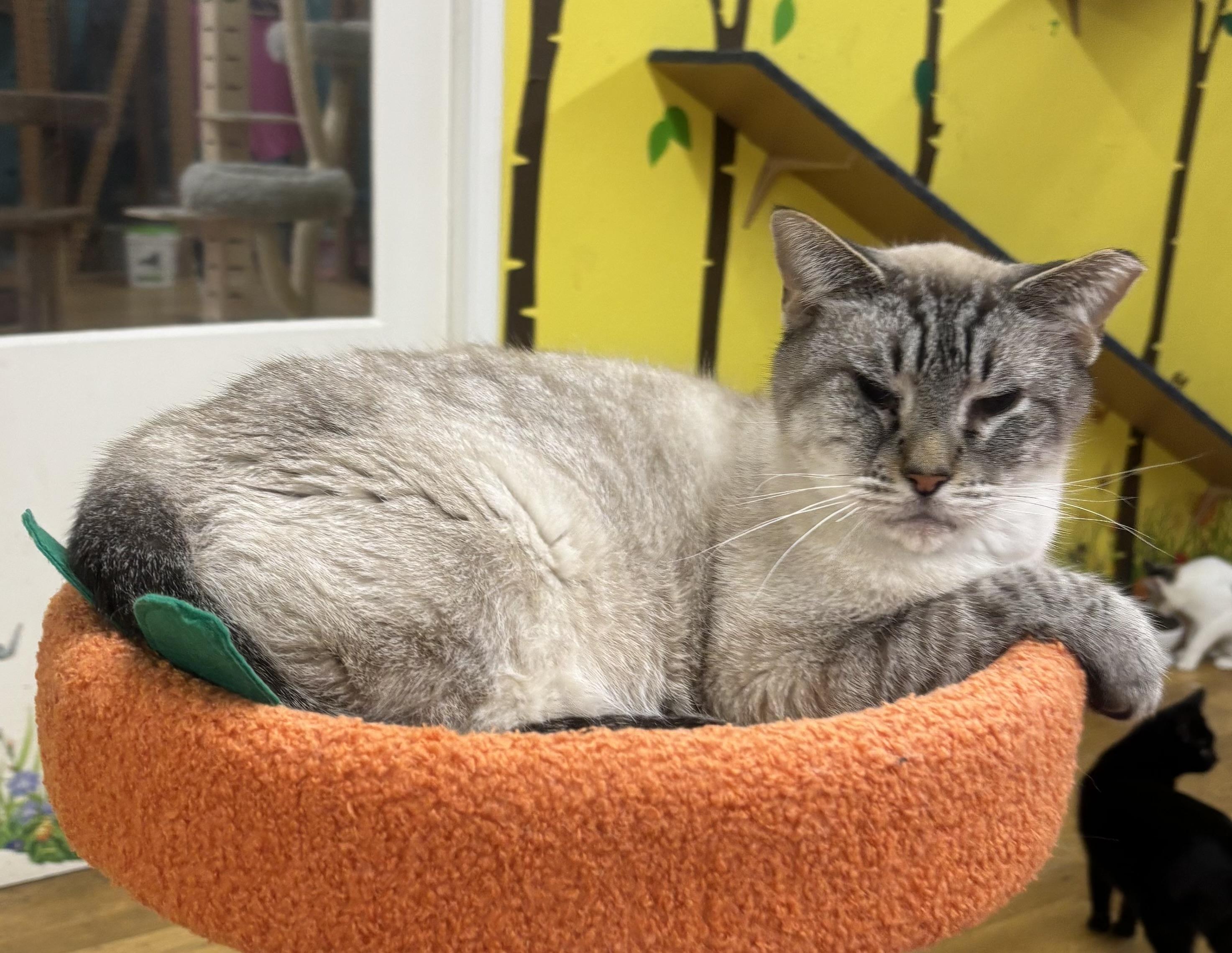 Enlarge Otis, a Adoptable Siamese in Whittier, CA image 1/3