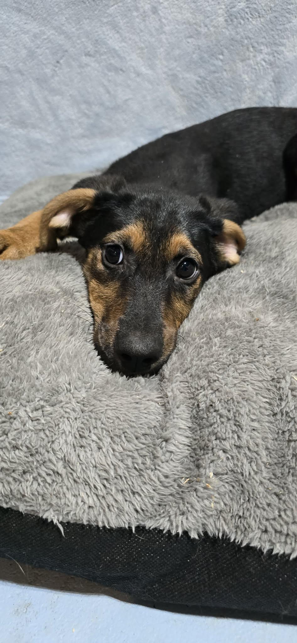 Enlarge Lars, a ADOPTABLE mixed breed in Grand Rapids, MI image 4/4
