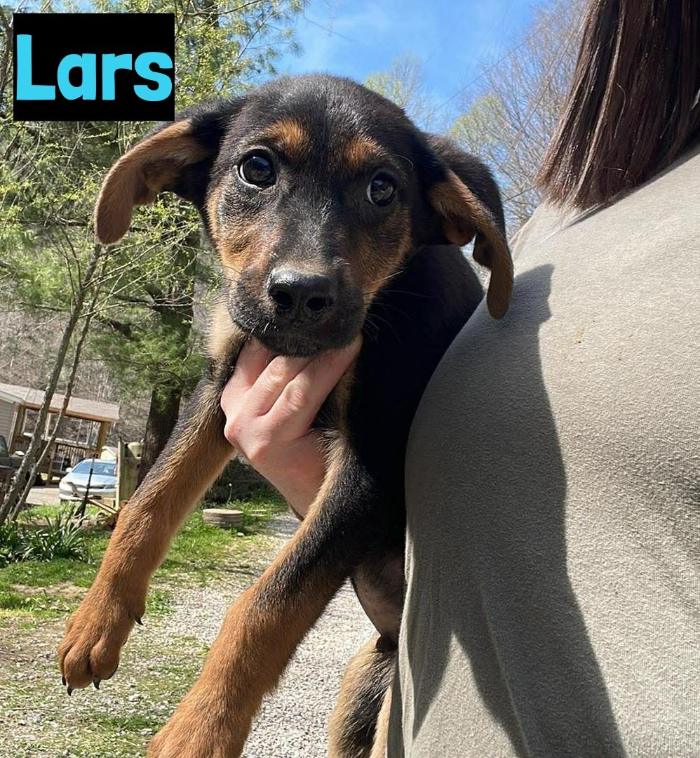 Enlarge Lars, a ADOPTABLE mixed breed in Grand Rapids, MI image 1/1