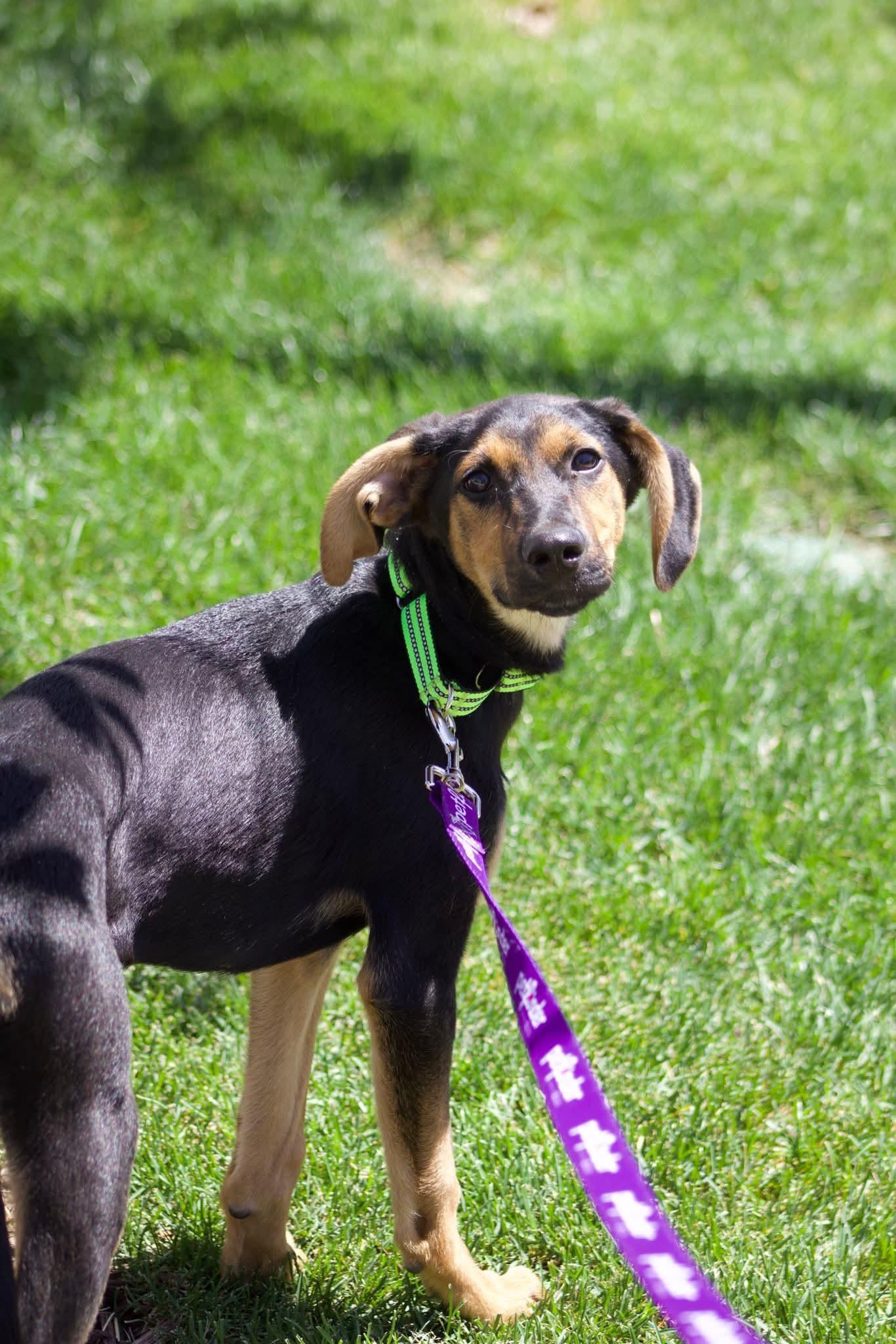 Enlarge Lars, an adopted mixed breed in Grand Rapids, MI image 1/4