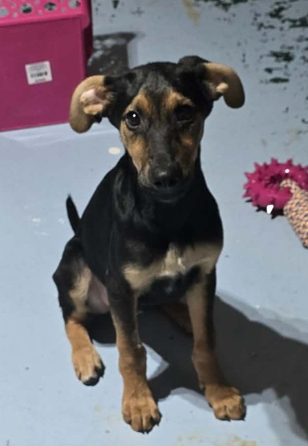 Lars, ADOPTABLE, Puppy Male German Shepherd Dog.